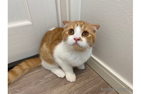 成約済の茨城県のスコティッシュフォールド-92686の2枚目