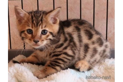 成約済の群馬県のベンガル-106966の5枚目