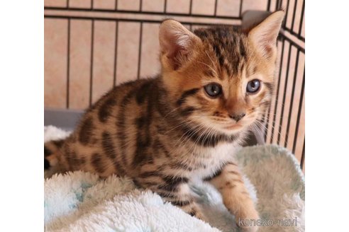 成約済の群馬県のベンガル-106966の2枚目