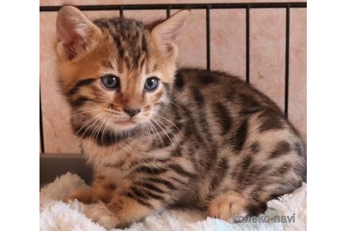 成約済の群馬県のベンガル-106966の3枚目