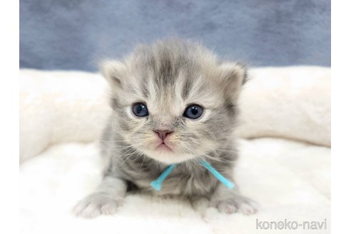 成約済の千葉県のスコティッシュフォールド(折れ耳)-106295の13枚目
