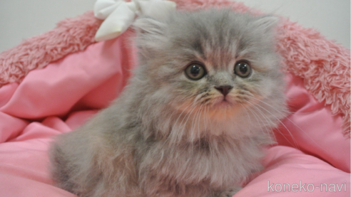 成約済の東京都のスコティッシュフォールド-106978の1枚目