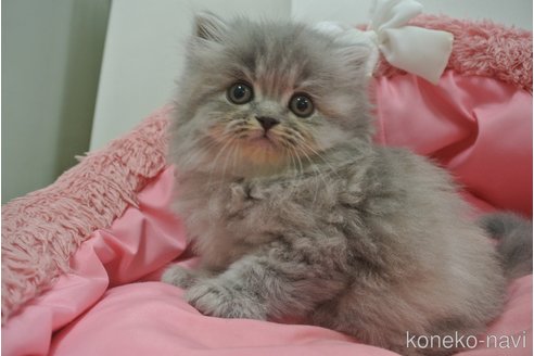 成約済の東京都のスコティッシュフォールド-106978の3枚目