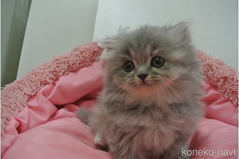 成約済の東京都のスコティッシュフォールド-106978の2枚目