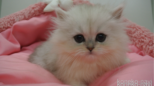 成約済の東京都のペルシャ(チンチラ)-106987の1枚目