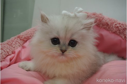 成約済の東京都のペルシャ(チンチラ)-106987の3枚目