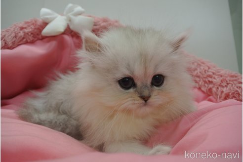 成約済の東京都のペルシャ(チンチラ)-106987の2枚目