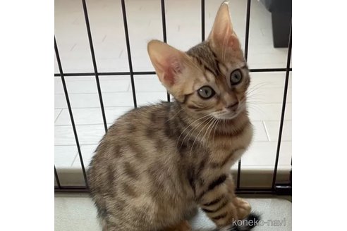 成約済の滋賀県のベンガル-84974の1枚目