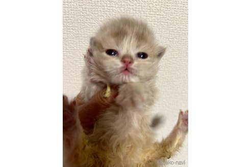 成約済の群馬県のブリティッシュロングヘア-106995の3枚目