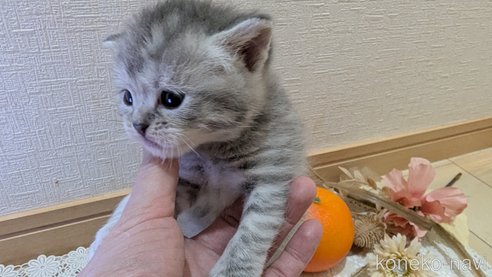 成約済の広島県のスコティッシュフォールド-107017の20枚目