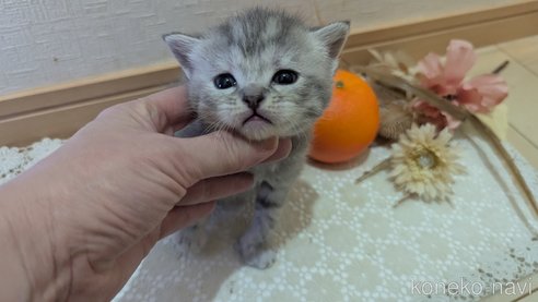 成約済の広島県のスコティッシュフォールド-107017の18枚目