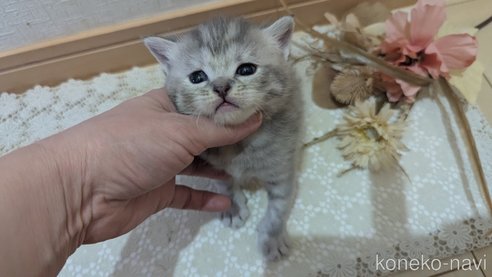 成約済の広島県のスコティッシュフォールド-107017の17枚目