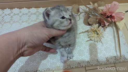 成約済の広島県のスコティッシュフォールド-107017の16枚目