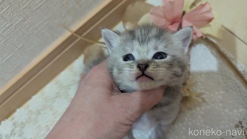 成約済の広島県のスコティッシュフォールド-107017の15枚目