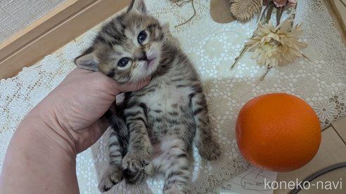 成約済の広島県のスコティッシュフォールド-107018の28枚目