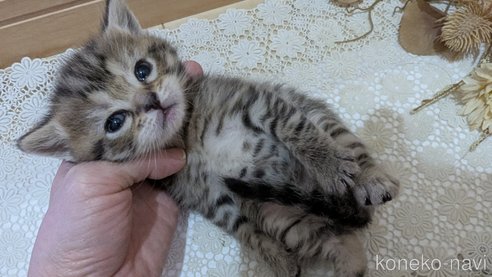 成約済の広島県のスコティッシュフォールド-107018の22枚目