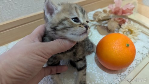 成約済の広島県のスコティッシュフォールド-107019の41枚目