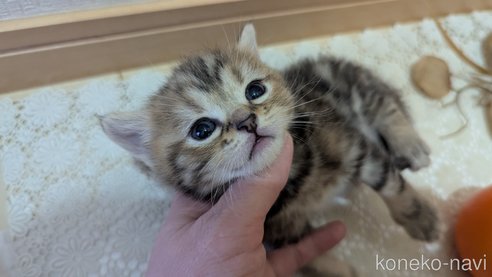 成約済の広島県のスコティッシュフォールド-107019の38枚目