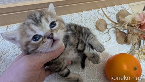 成約済の広島県のスコティッシュフォールド-107019の35枚目