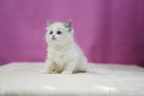 成約済の埼玉県のラグドール-106712の6枚目