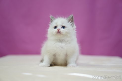 成約済の埼玉県のラグドール-106709の4枚目