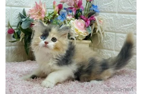 成約済の東京都のラガマフィン-107024の4枚目