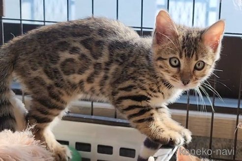販売中の埼玉県のベンガル-107026の4枚目