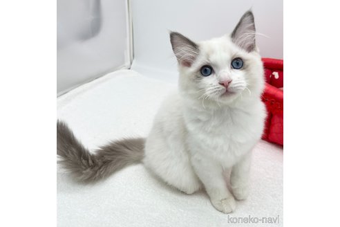 成約済の愛知県のラグドール-107033の2枚目