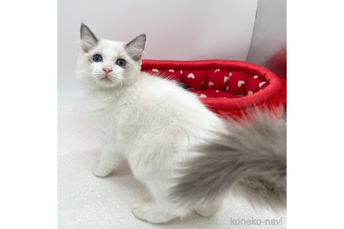 成約済の愛知県のラグドール-107033の4枚目