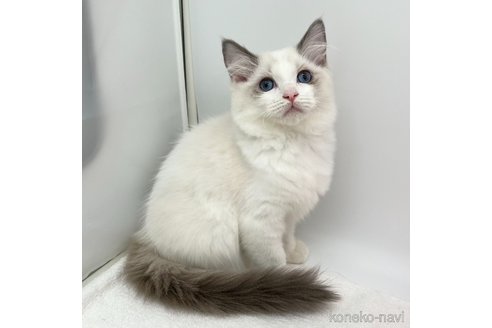 成約済の愛知県のラグドール-107033の3枚目