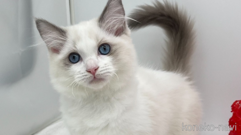 成約済の愛知県のラグドール-107033の1枚目