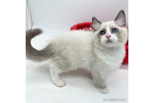 成約済の愛知県のラグドール-107034の2枚目