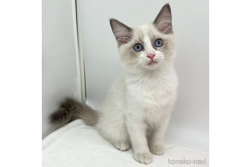 成約済の愛知県のラグドール-107036の2枚目