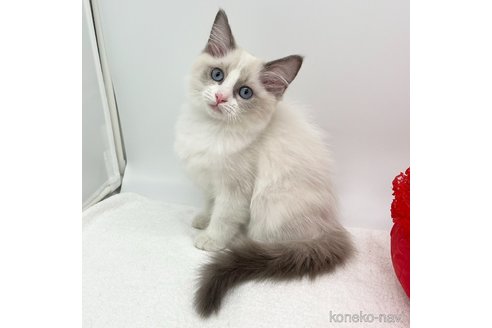 成約済の愛知県のラグドール-107036の4枚目