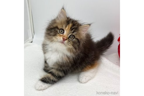 成約済の愛知県のスコティッシュフォールド-107037の2枚目