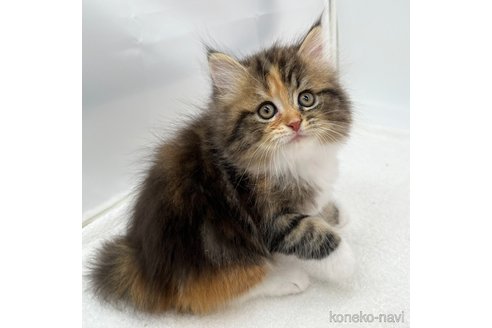 成約済の愛知県のスコティッシュフォールド-107037の3枚目