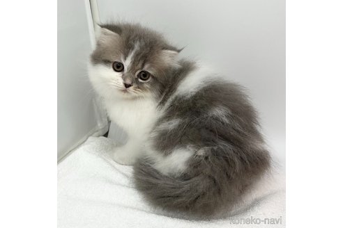 成約済の愛知県のスコティッシュフォールド(折れ耳)-107038の2枚目
