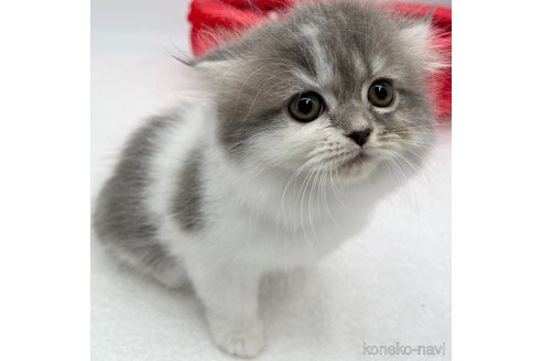 成約済の愛知県のスコティッシュフォールド(折れ耳)-107038の1枚目