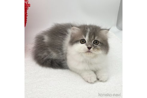 成約済の愛知県のスコティッシュフォールド(折れ耳)-107038の4枚目