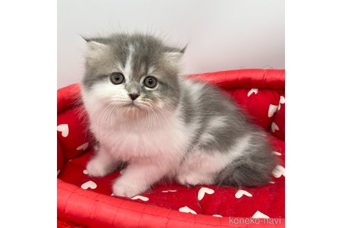 成約済の愛知県のスコティッシュフォールド(折れ耳)-107038の3枚目