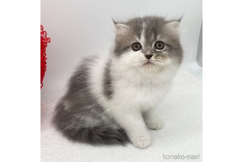 成約済の愛知県のスコティッシュフォールド(折れ耳)-107038の5枚目