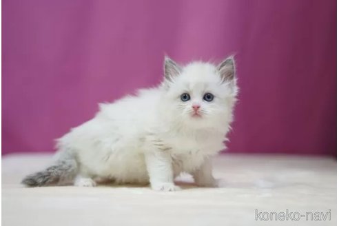 成約済の埼玉県のラグドール-107039の6枚目