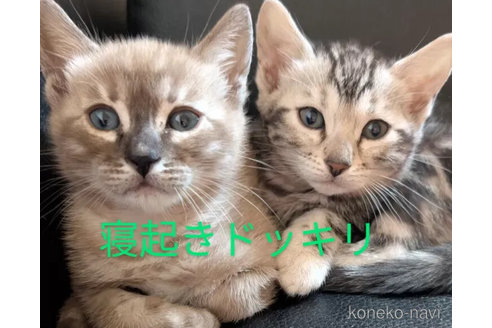 成約済の東京都のベンガル-107045の3枚目