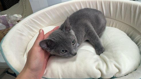 成約済の群馬県のロシアンブルー-107048の3枚目
