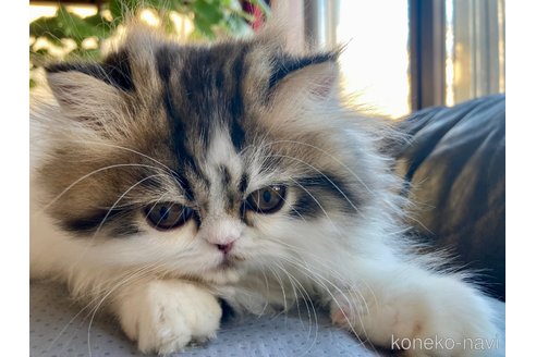 成約済の愛知県のエキゾチックショートヘア-102133の3枚目