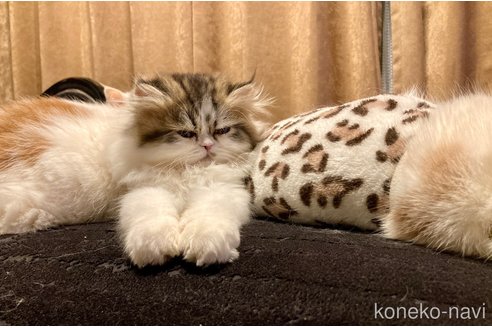 成約済の愛知県のエキゾチックショートヘア-102133の2枚目