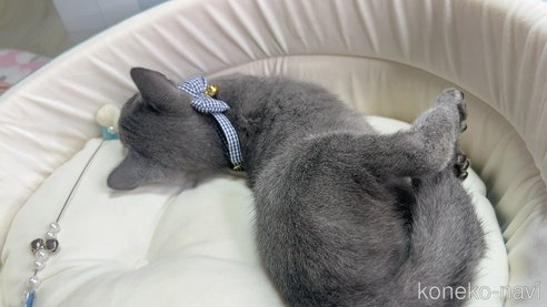 成約済の群馬県のロシアンブルー-107048の2枚目