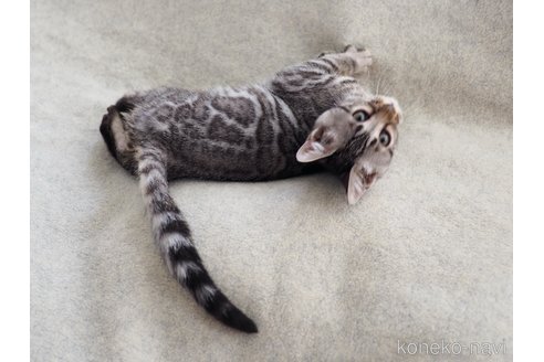 成約済の大阪府のベンガル-104432の5枚目