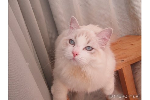 販売中の大分県のラグドール-100516の7枚目