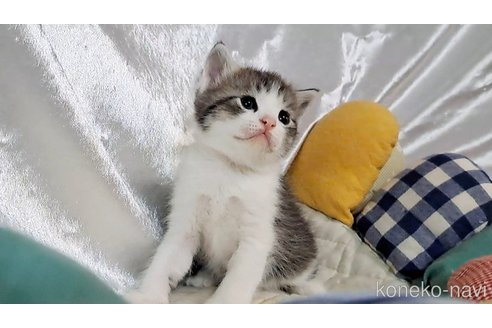 販売中の宮城県のミックス-107075の5枚目